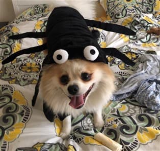 Pomeranian 2025 spider costume